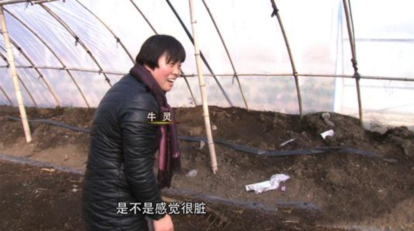 青藏姑娘徒手抓牛粪,中国美女徒手偷牛粪