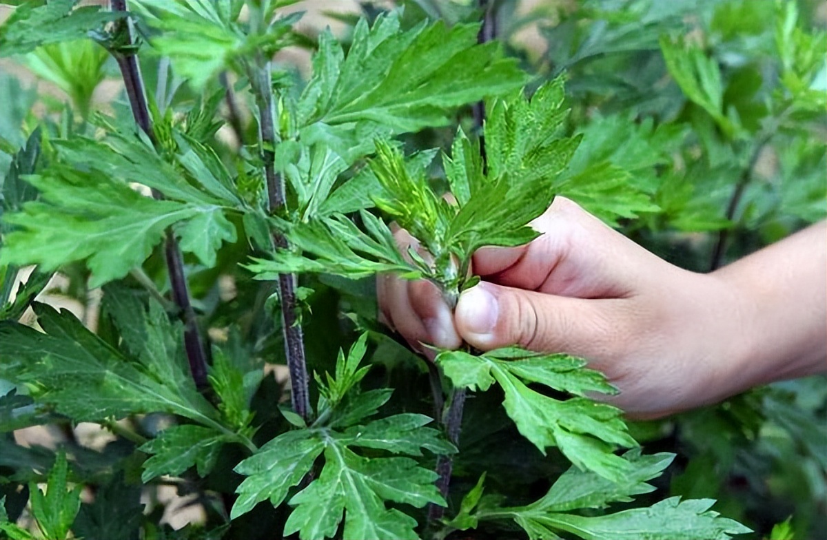 中药对肝损害有什么影响,导致肝损伤的中药有哪些