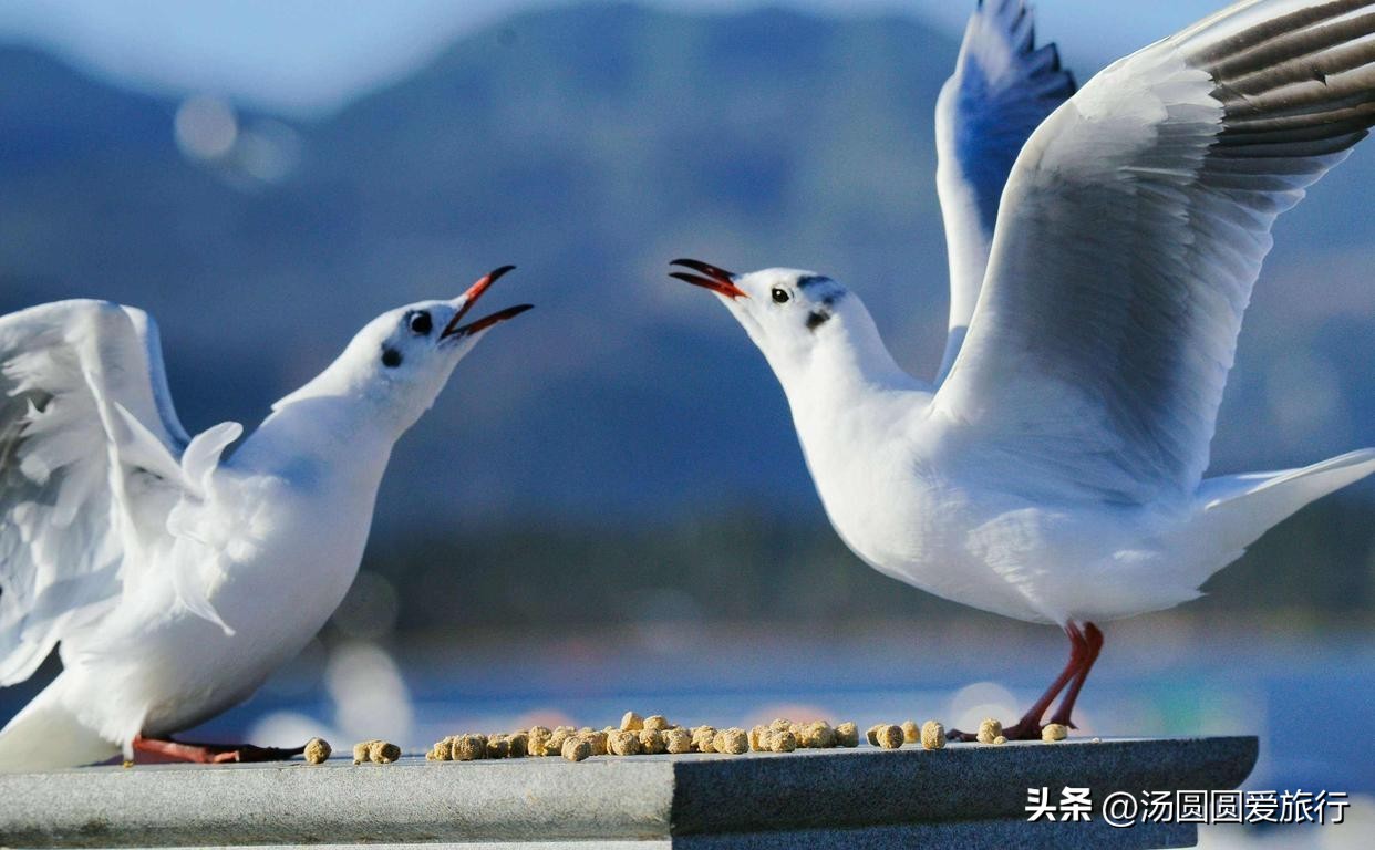 翠湖红嘴鸥每年冬天如期而至,昆明冬季观看海鸥的最佳地方