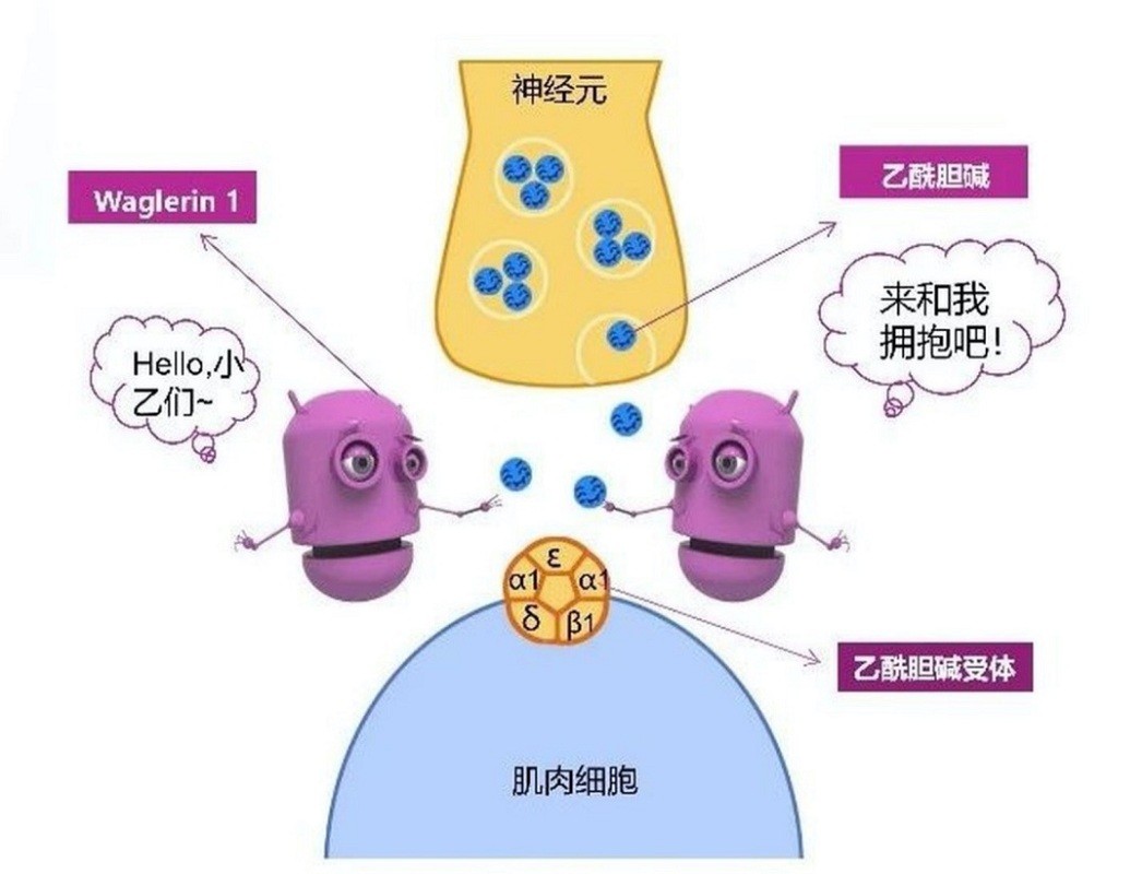 蛇獴能打败眼镜蛇，不慎被毒蛇咬伤也没事？抗毒原理能否用于人类