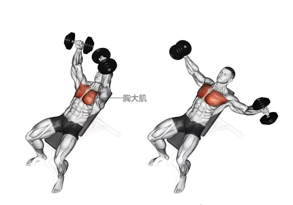 用哑铃卧推可以锻炼胸肌吗,新手用哑铃锻炼胸肌