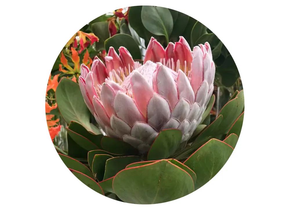 最美邂逅：百合博览园里美不胜收的名贵之花