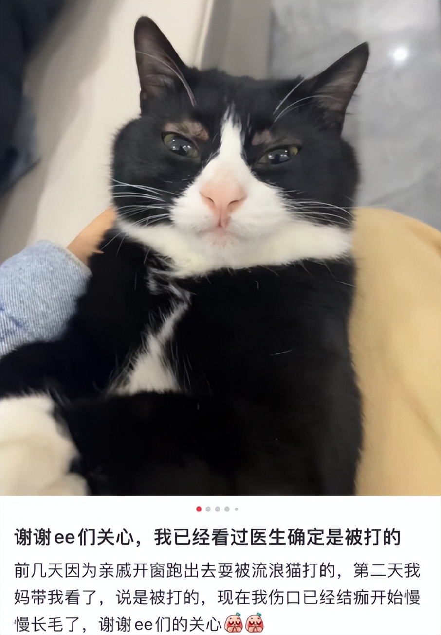 猫咪外出回来总是小心翼翼的,猫咪出走三个月后回来大变样