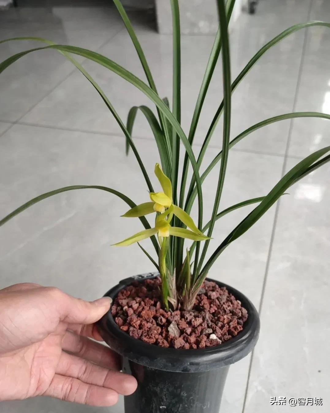 最名贵的兰花排名第一名,史上天价兰花前十名