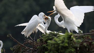 佳能rf800mmf5.6价格,佳能rf800mmf5.6定焦镜头能拍多远