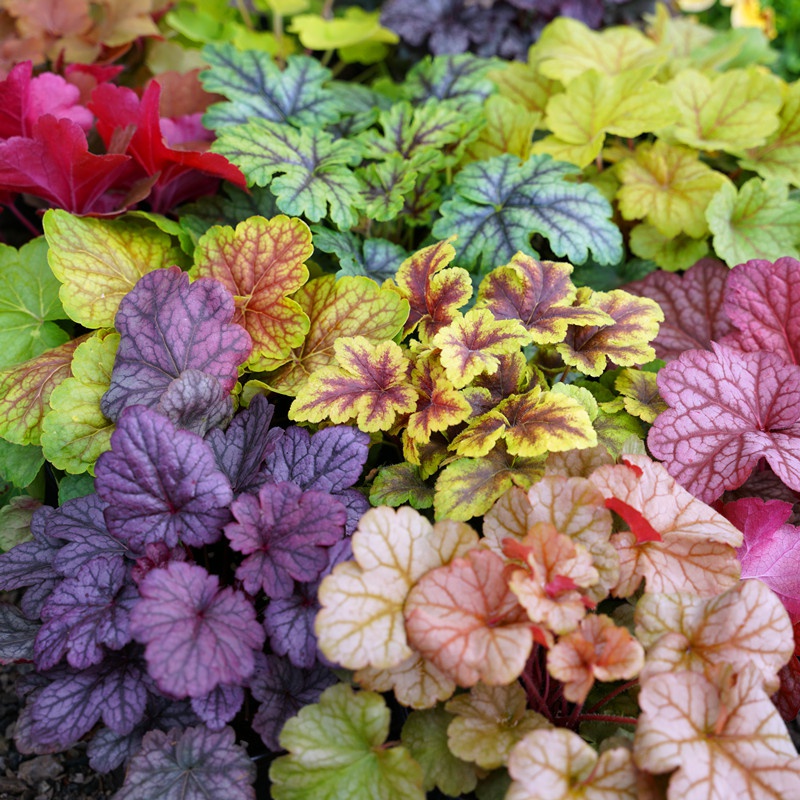 一楼小院简易小花园,100平米小院简单改造图