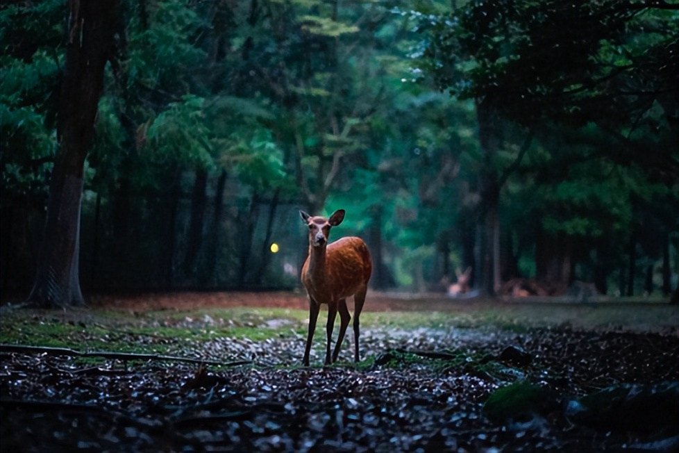 网络流行语对应的古诗词,网络流行用语对应的古诗词的意义
