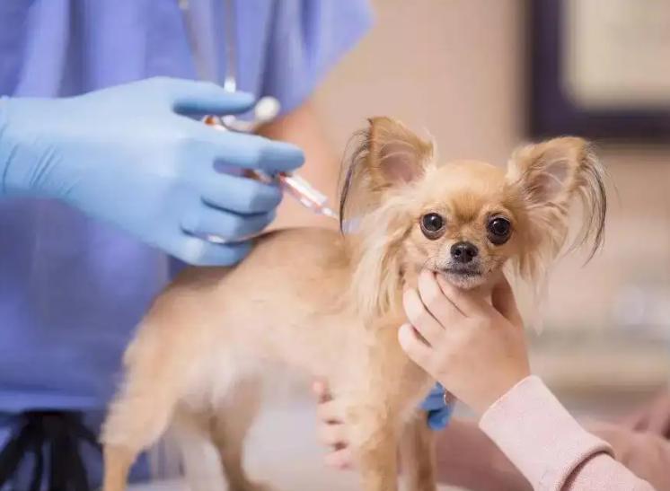 幼犬怎么喂养视频教程,幼犬到底该怎么养