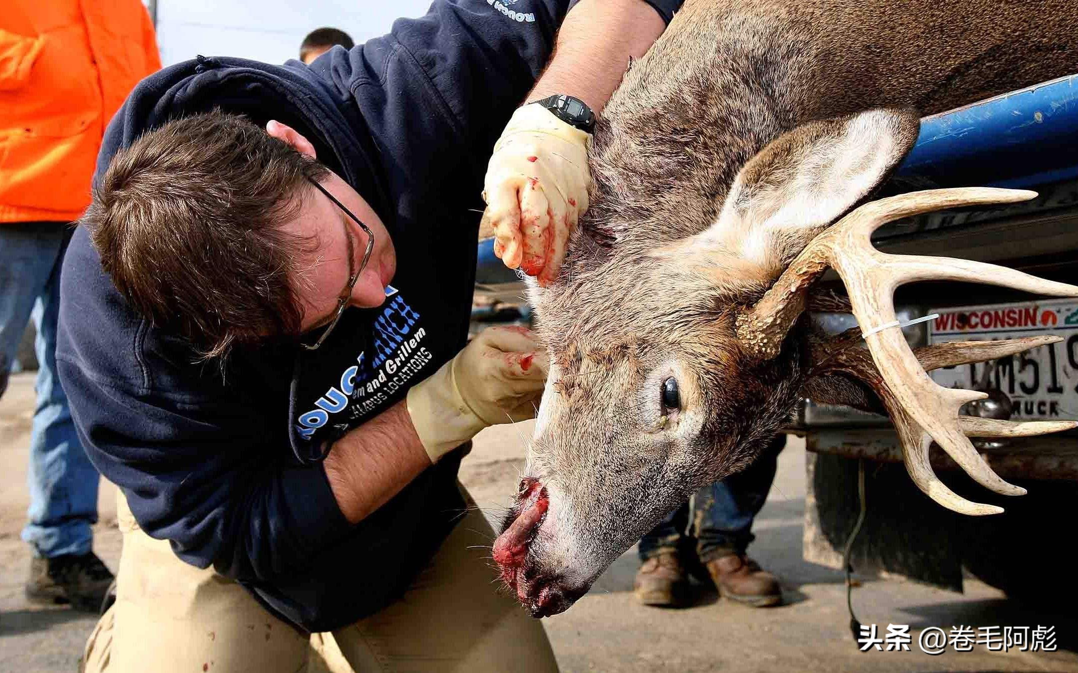 美国女子吃蜱虫被咬死,美国女子被虫子咬