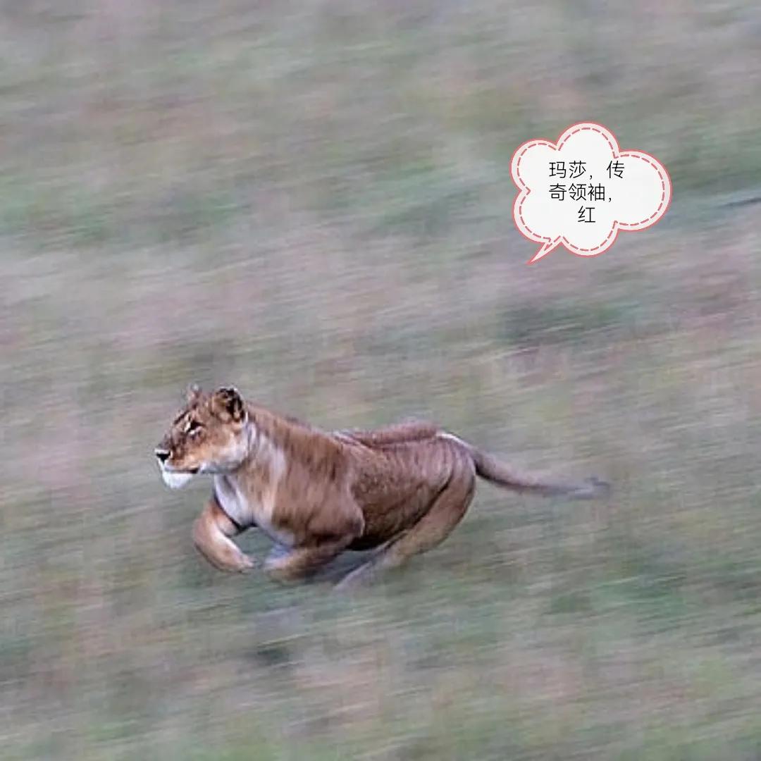 诺迟最后又回到玛莎狮群,玛莎狮群的传奇故事