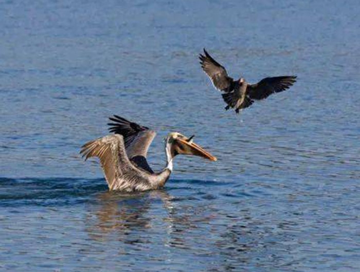 鹈鹕吃长颈鹿动画版,鹈鹕咬长颈鹿