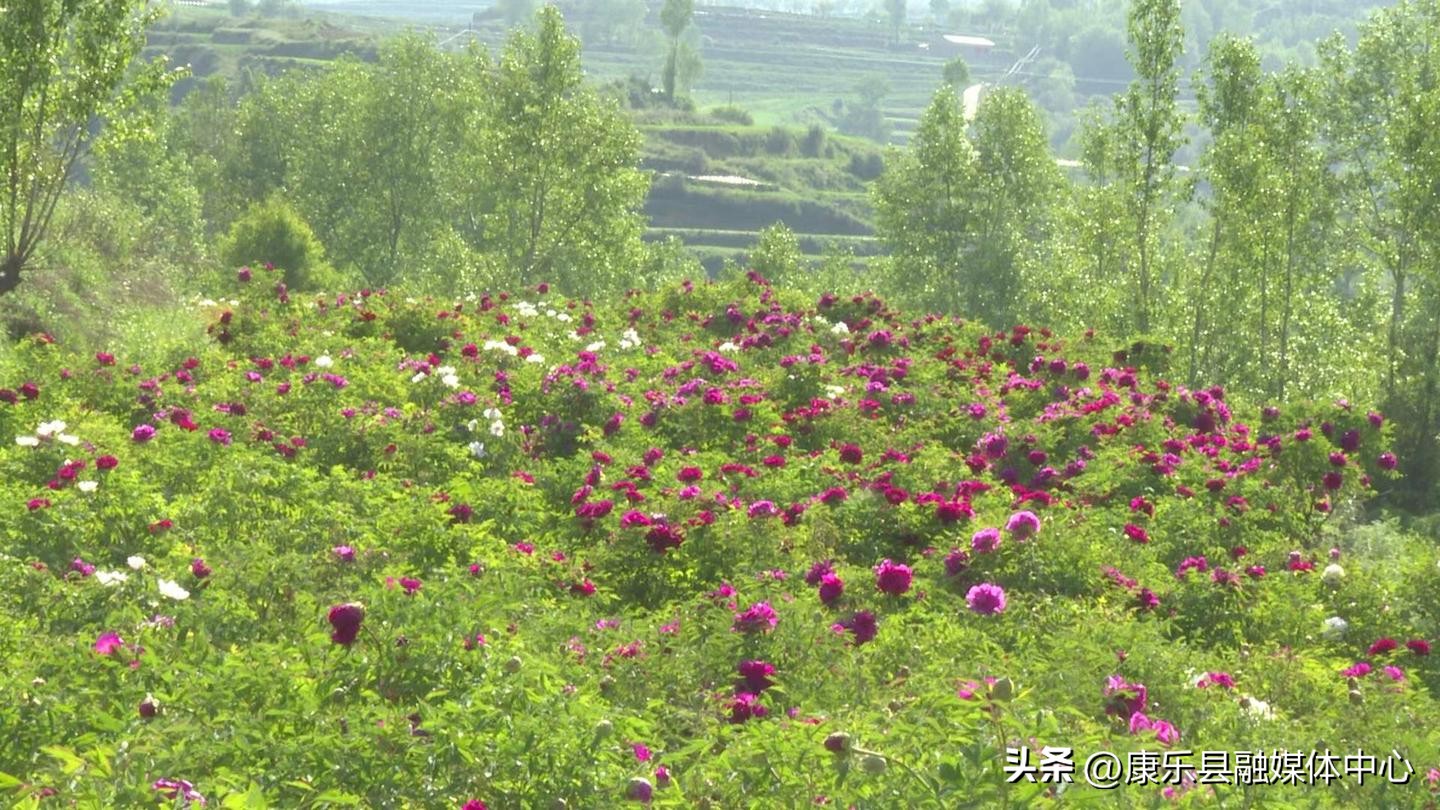 新品种富贵花,变色富贵花