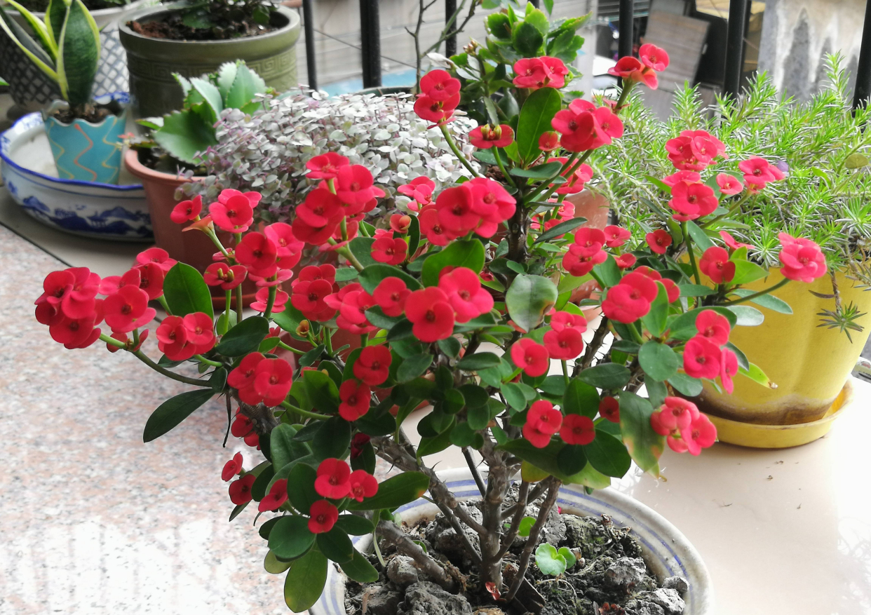 虎刺梅的养护技巧,虎刺梅如何养护花开鲜艳