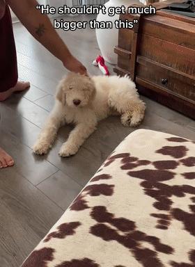 救助了小狗发现长大不简单,收养了一只小狗成长历程