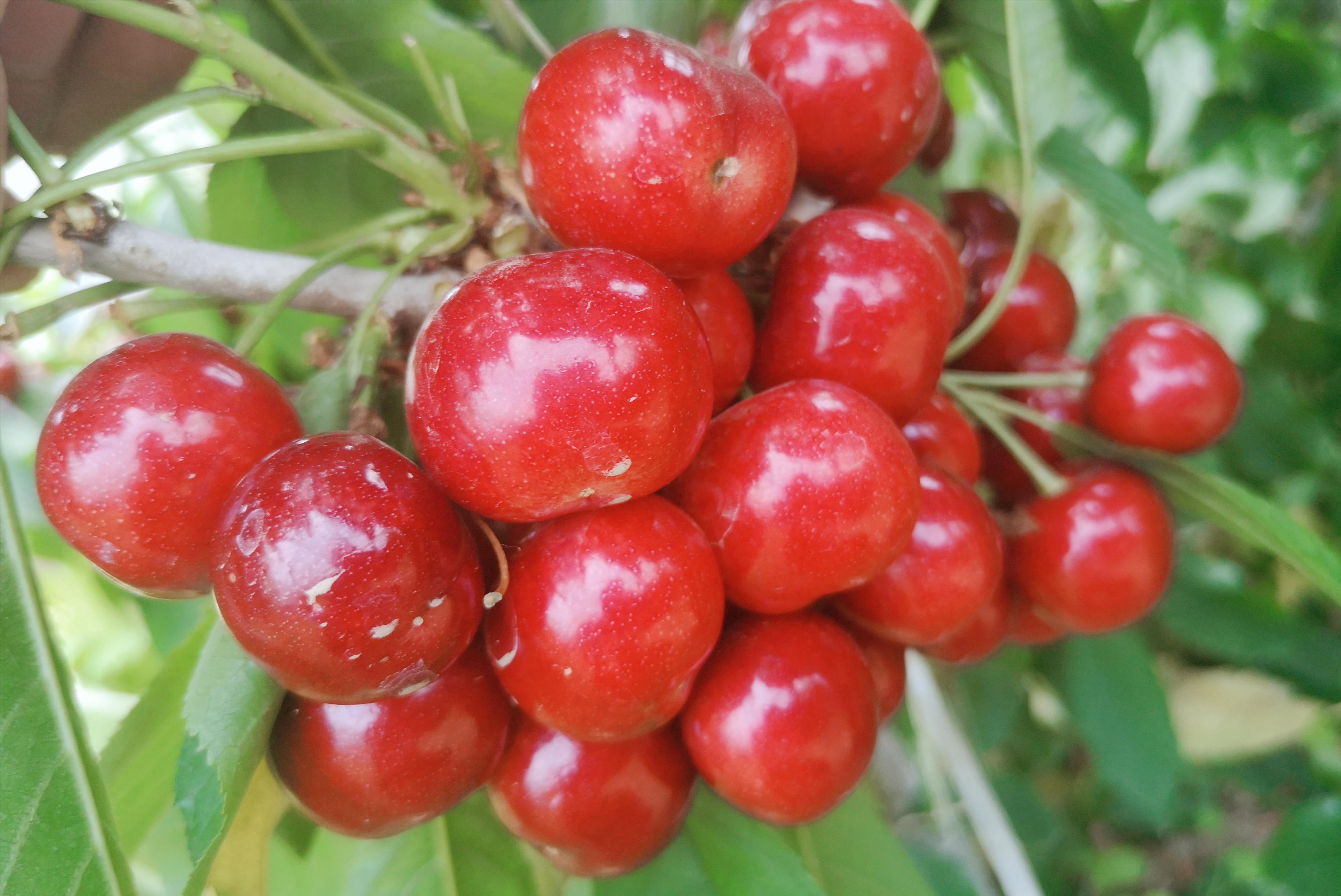 智利批发市场车厘子多少钱一斤,智利车厘子价格多少钱一斤