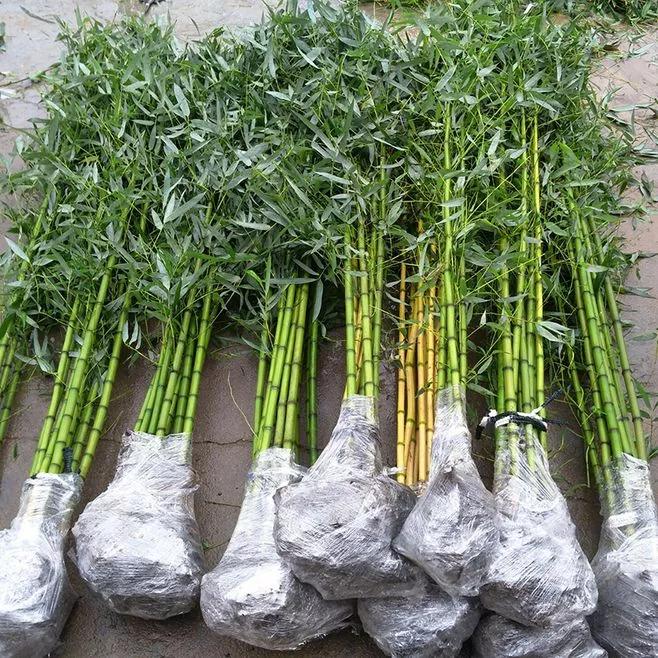 怎样使新移栽的竹子成活率高,这个季节栽竹子怎么栽成活率高