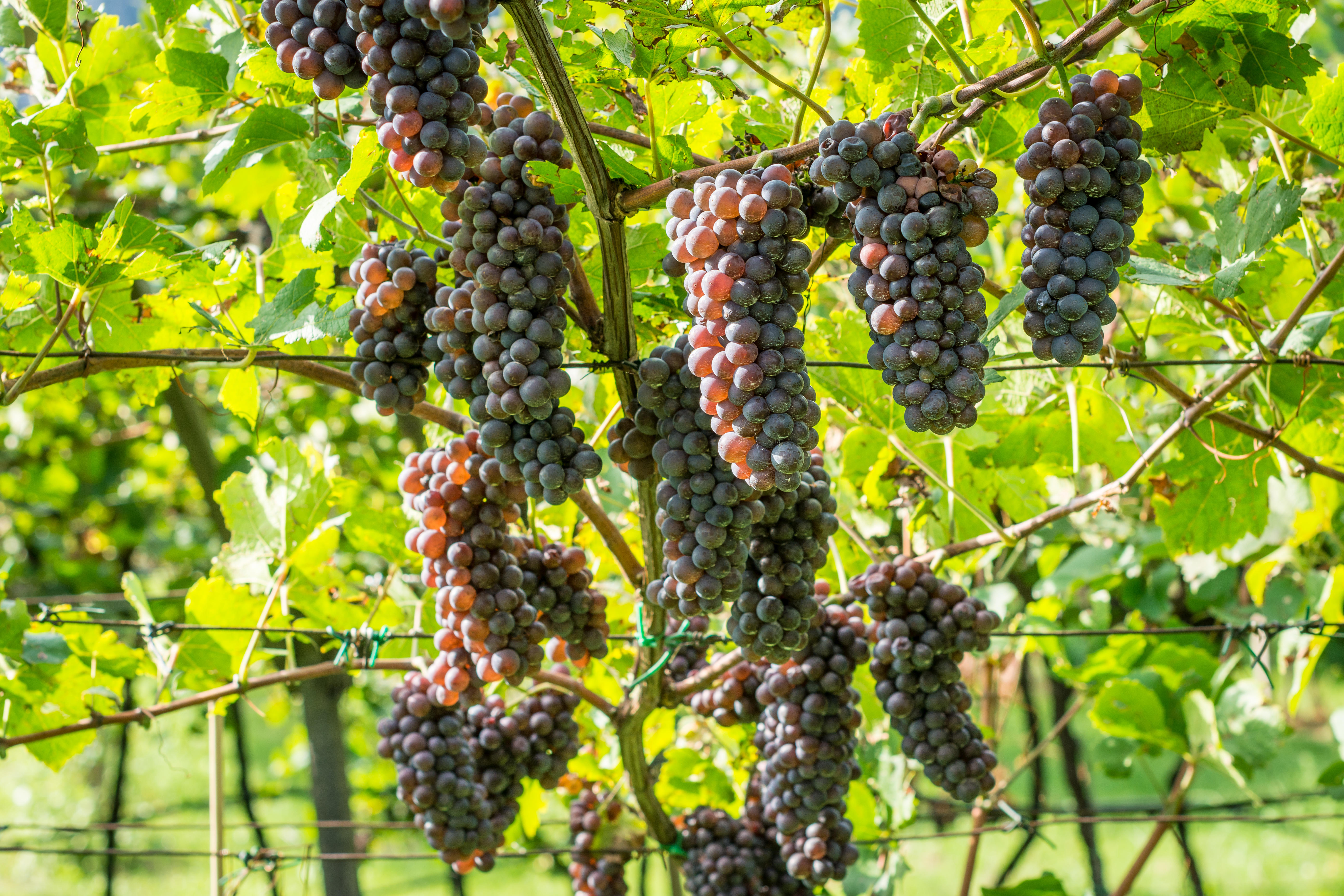 什么提子最甜,提子哪里最甜