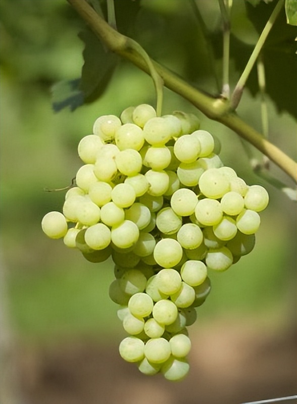 果香浓郁的半甜白葡萄酒,意大利撒丁岛最好的白葡萄酒