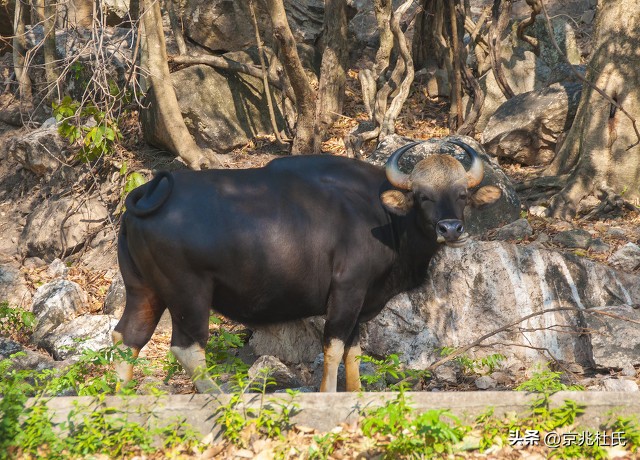 罕见！一头“牛魔王”闯入农户牛圈，体重达1吨，且能打败老虎？