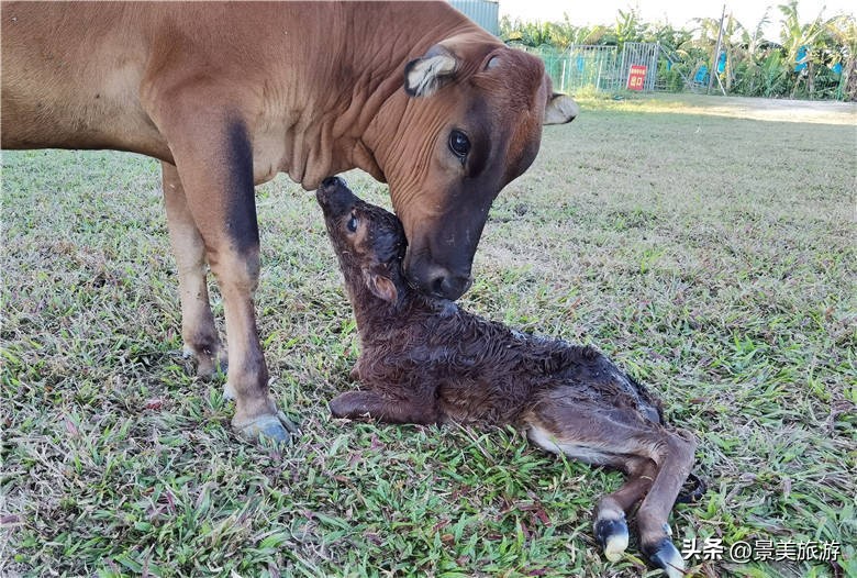目睹广州犇牛牧场母牛生小牛的整个过程,才知道舔犊之情的含义