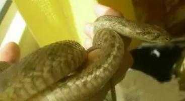 蛇类大全图鉴,蛇类大全