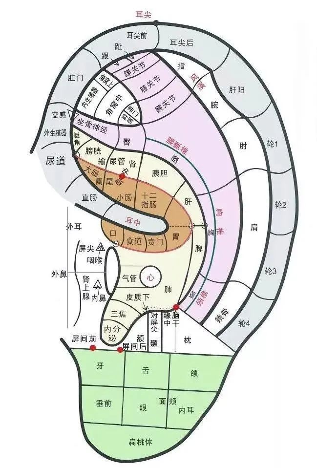 耳朵会说话|阳羡安仁坊耳穴疗法公益培训小记