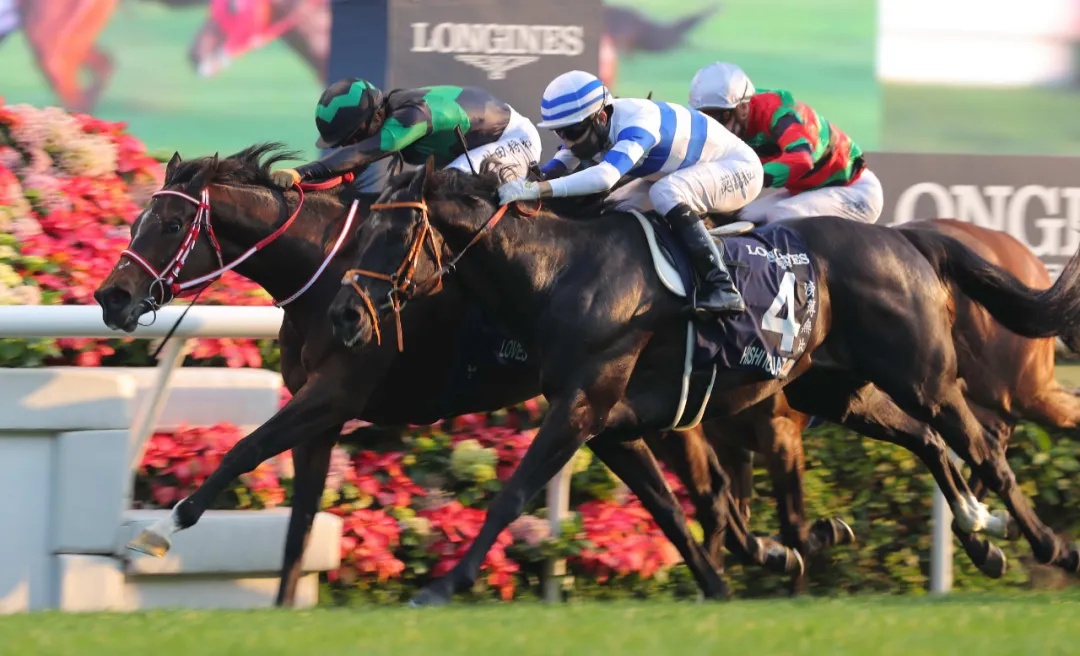 单日投注额17.28亿：1亿港元奖金香港国际赛事落幕