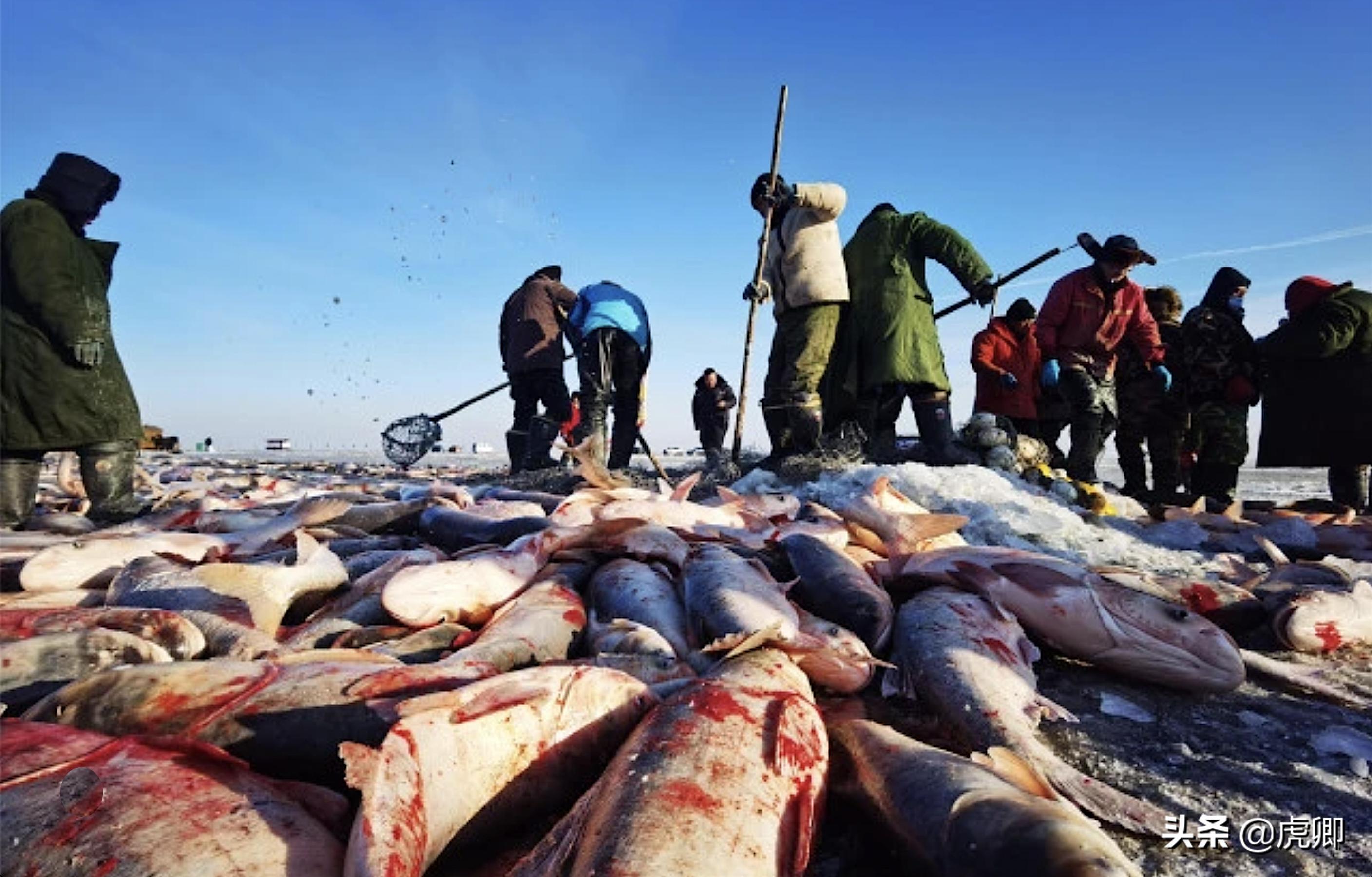 天价鱼的秘密：300万一条38斤的鱼，查干湖胖头鱼曾是帝王特供？