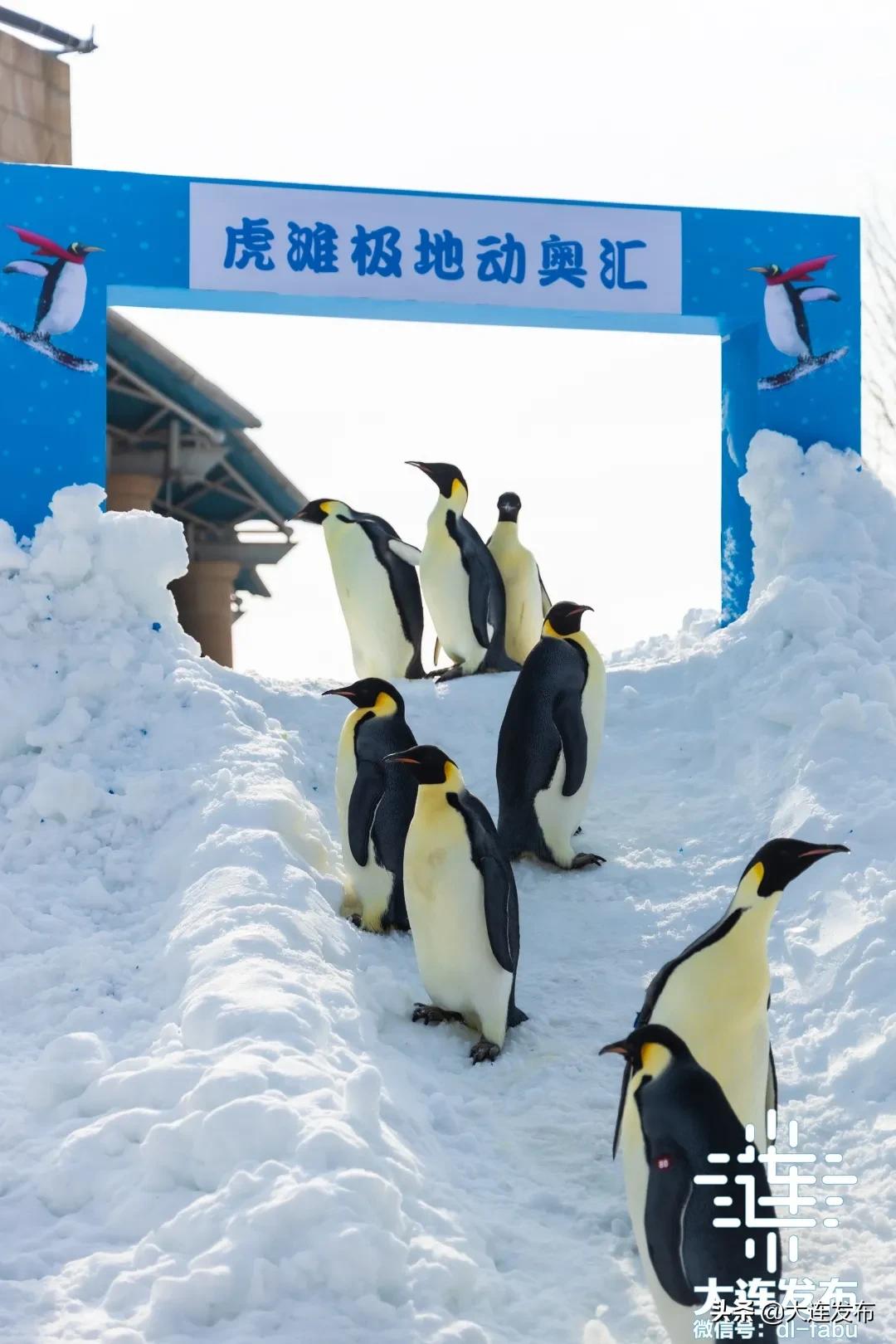 大连旅游景点春节优惠活动,春节期间大连景区的特惠活动