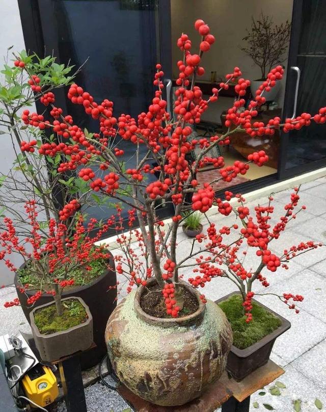 6种“昂贵花”，花钱不值得，纵使“美如仙”，十有八九养不活