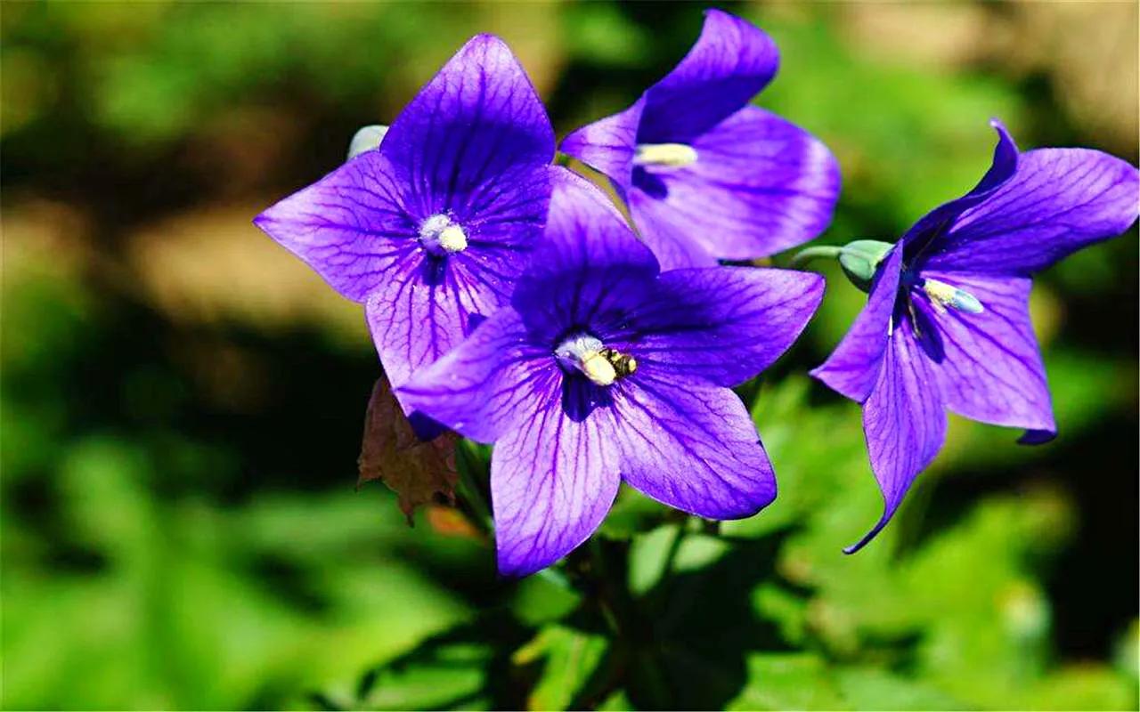 原创花卉作品·桔梗花·花中处士，不慕繁华。已然成为园林新宠。