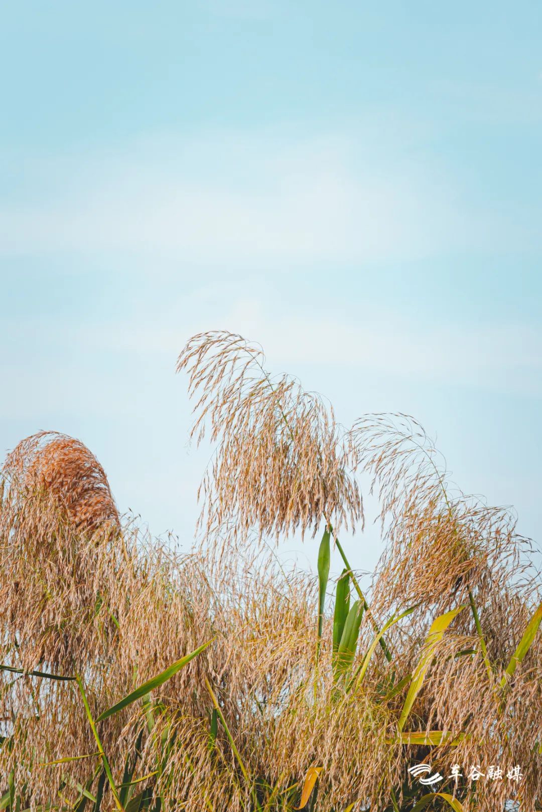 秋日暖阳骑行绿道,骑车绕城绿道值得打卡的推荐