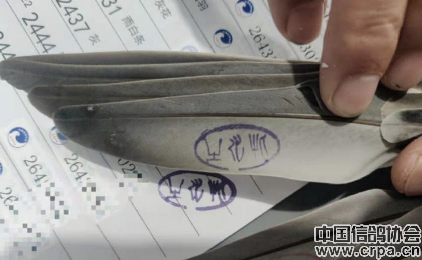 世界杯总决赛7-1,世界杯总决赛后半场回放