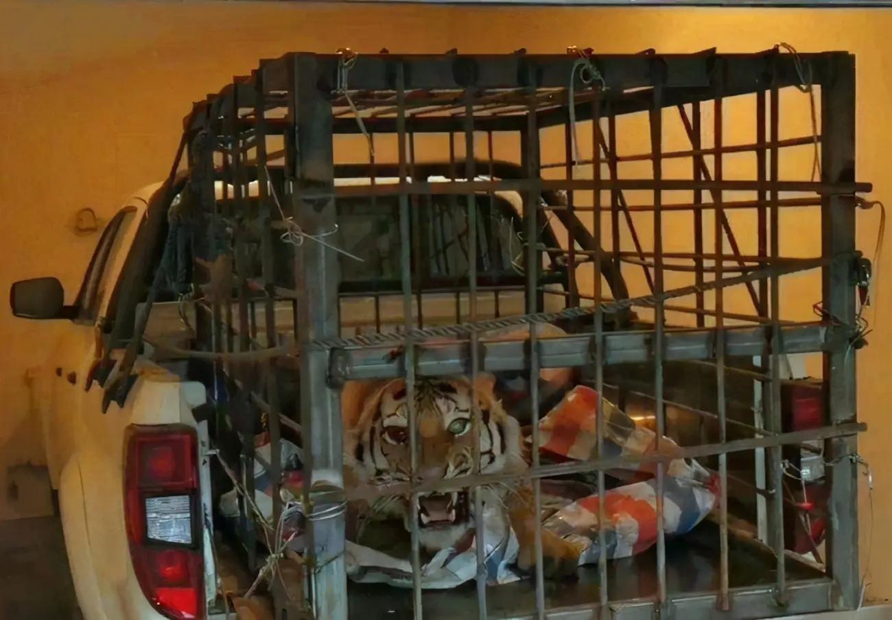 东北虎完达山一号咬死人了吗,完达山一号东北虎多少重