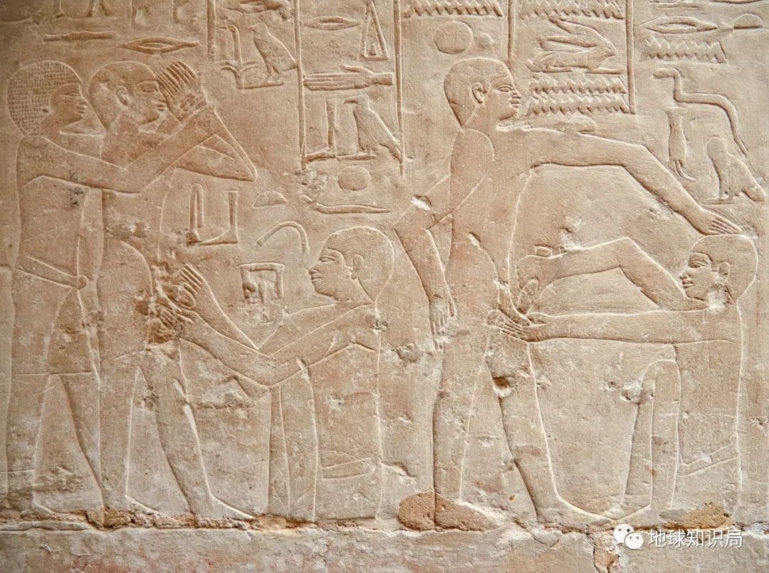 割包皮高峰期，来了！|地球知识局