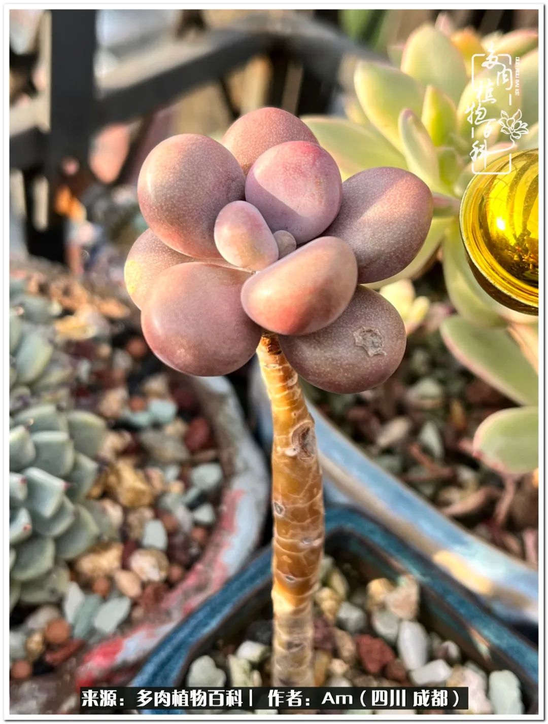 多肉小盆友生活多姿多彩,多肉小精灵福享不停