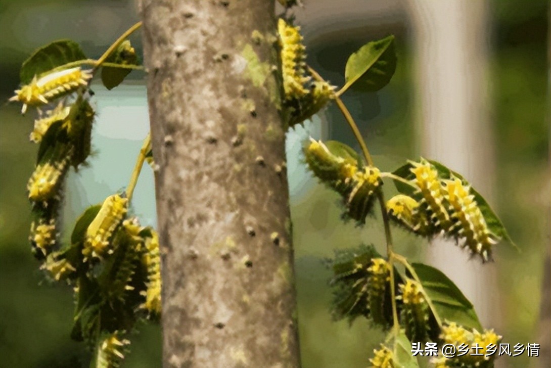 洋辣子养虫子,洋辣子防治害虫