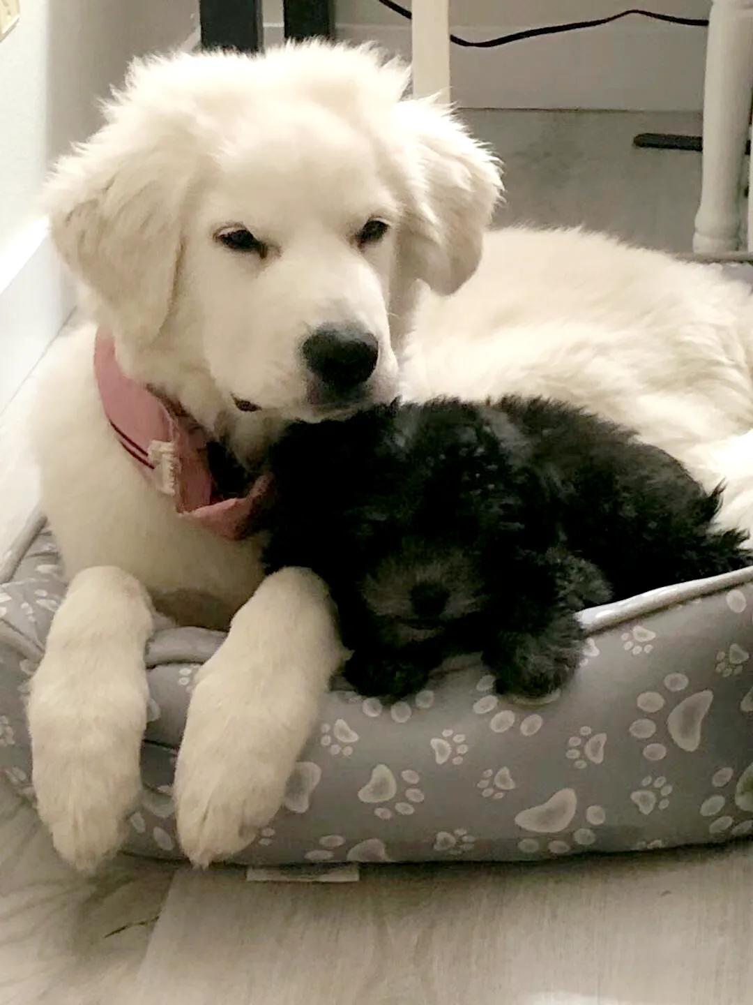 大白熊小狗,大白熊专用宠物狗