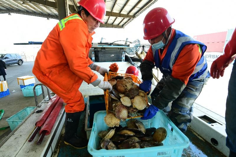 太仓引进日本海鲜,苏州太仓港继续进口海鲜
