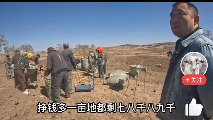 山地种植桔梗的效益,种植桔梗一亩年挣多少钱