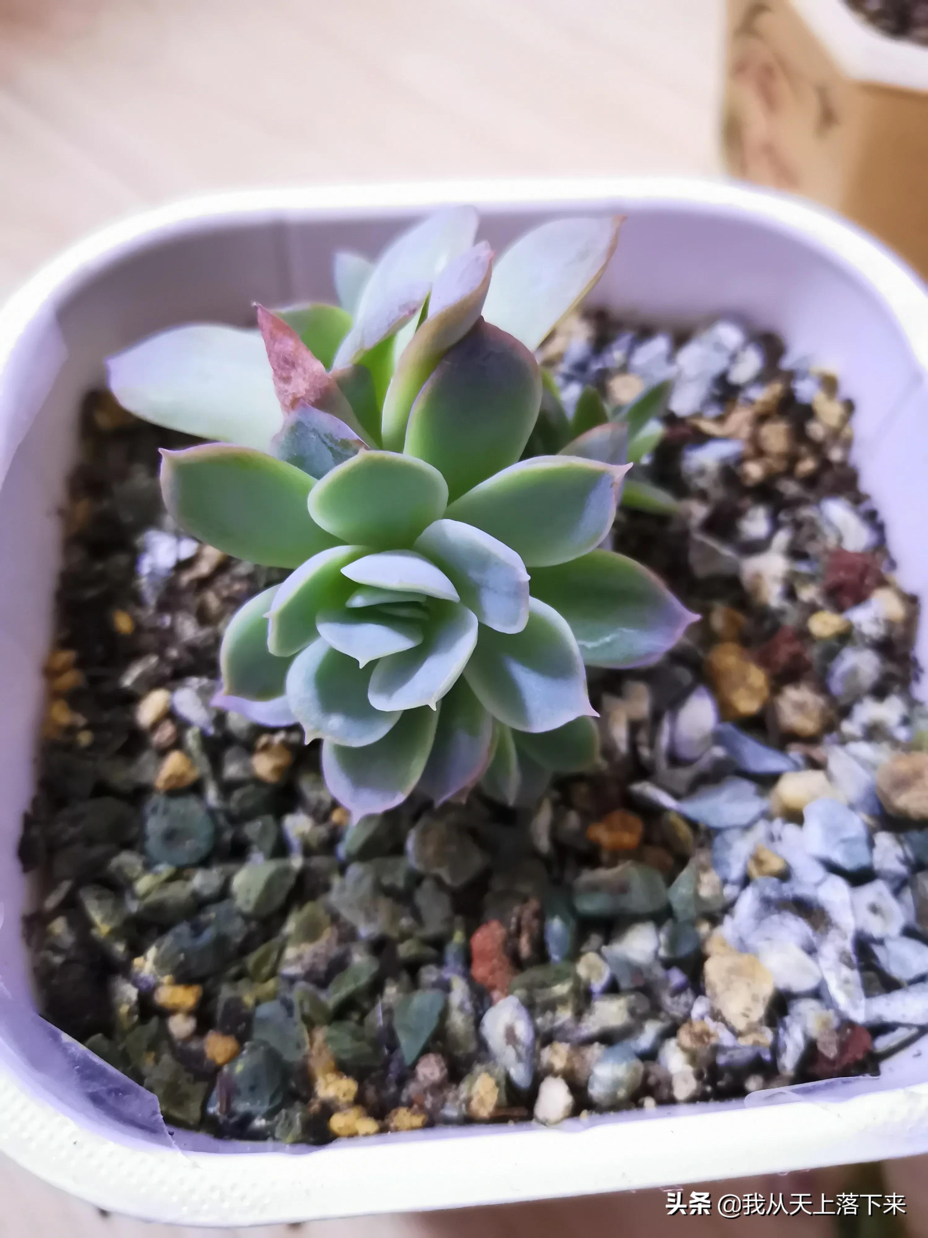 多肉品种及图片大全欣赏,多肉品种辨别图片大全欣赏