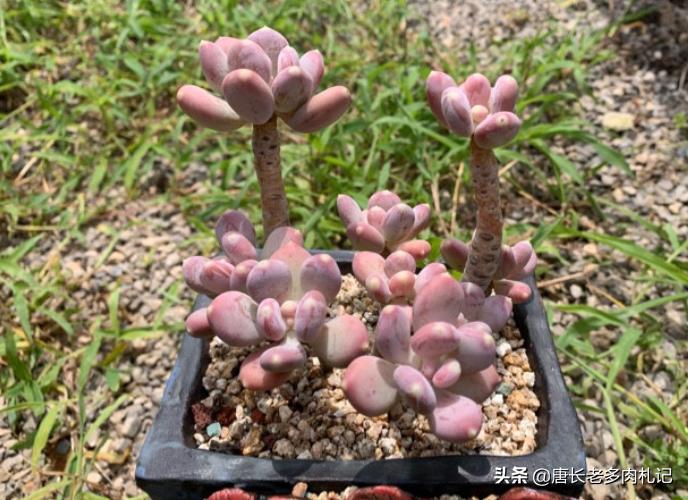 多肉稻田姬，之前常拿来冒充三日月美人，但一个明显特征出卖了它