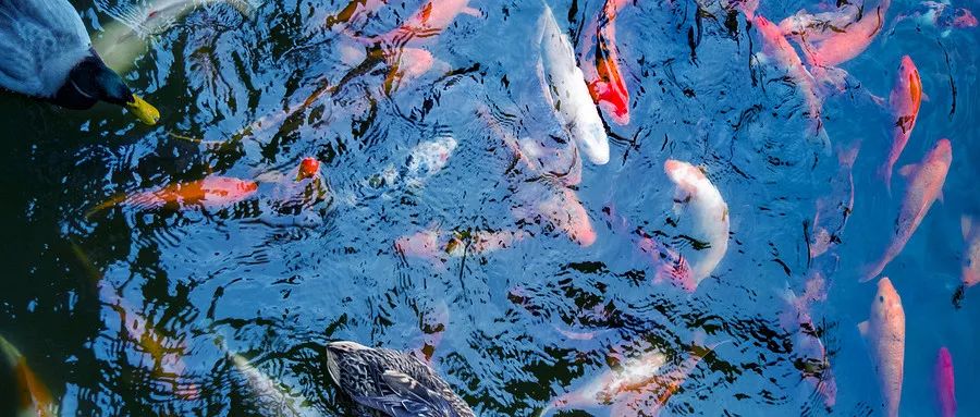 推荐适合新手饲养的观赏鱼,对新手小白友好的十大观赏鱼品种