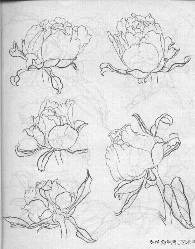 工笔牡丹和鸟白描图片欣赏,王道中工笔牡丹白描稿马蹄莲