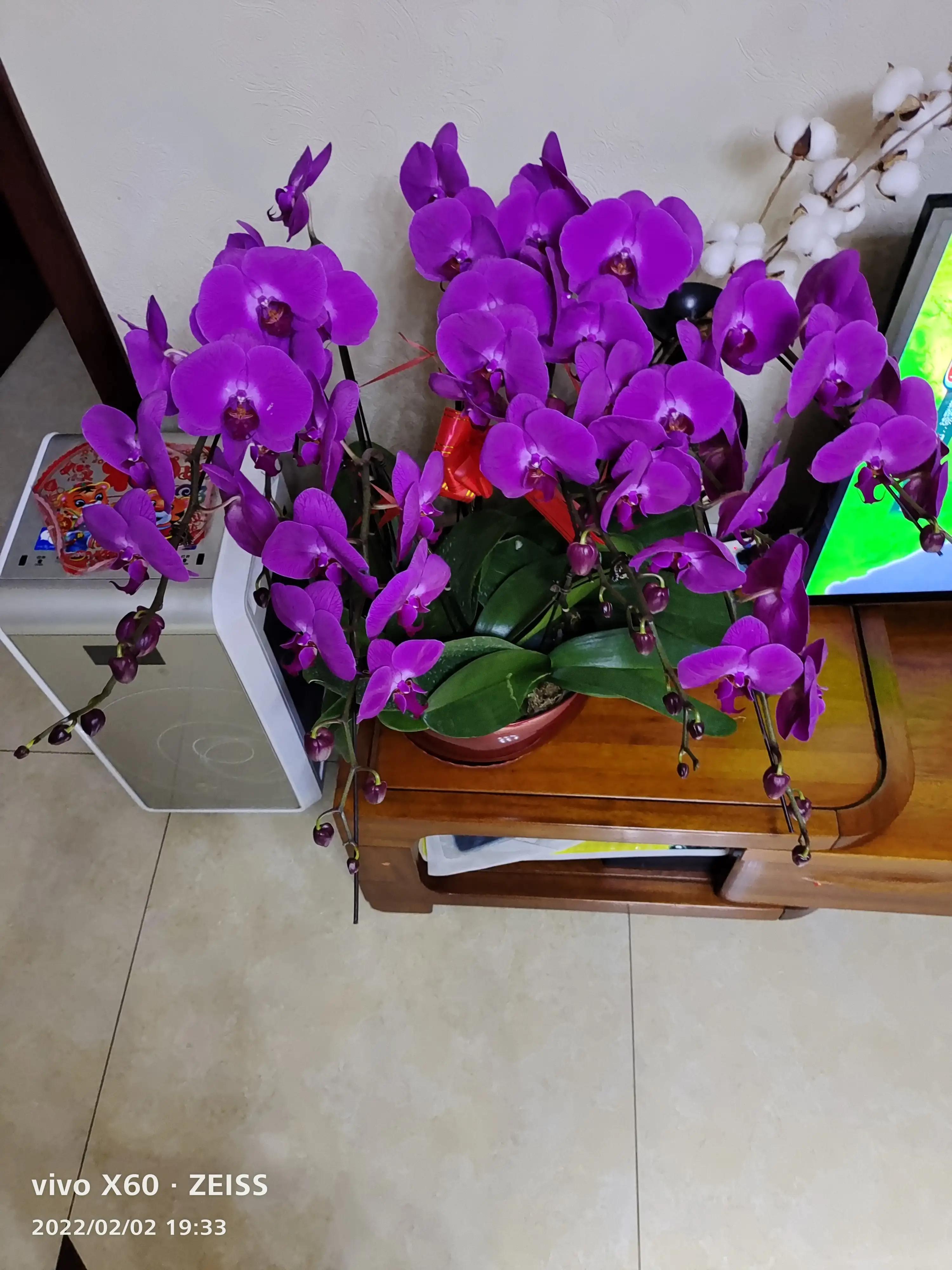 我家的阳台小花园,我家阳台养的花