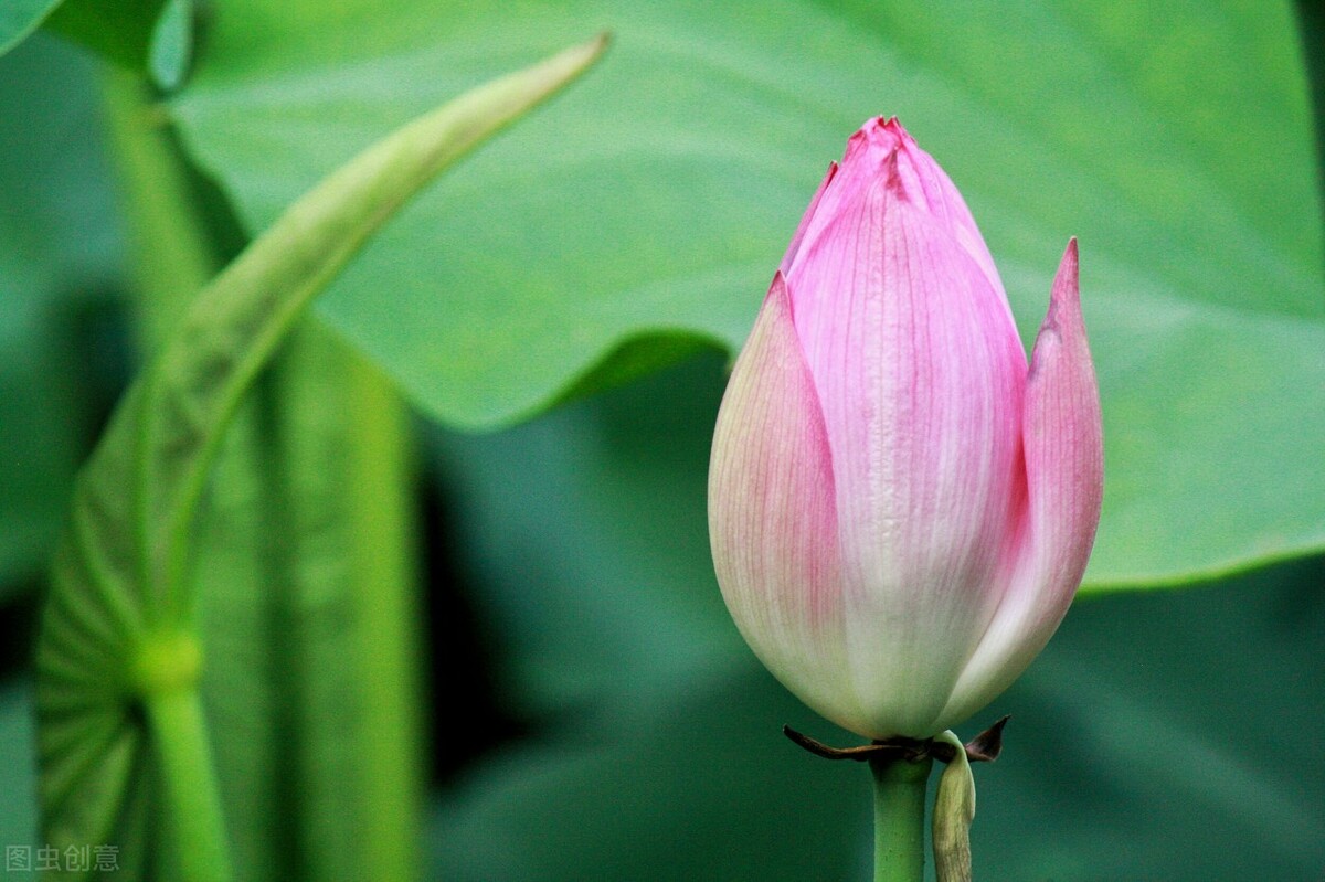 荷花图片禅意荷花,清新唯美的荷花图片