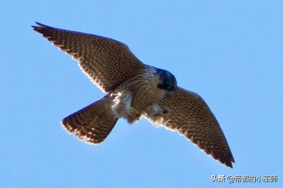 猛禽vs特雷德,2023猛禽和2022款有啥区别