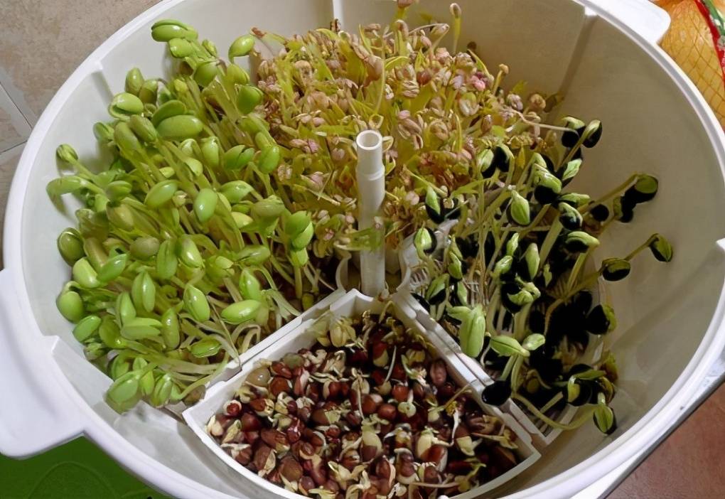 豆芽发苗神器,家用豆芽机发豆芽菜的简单方法