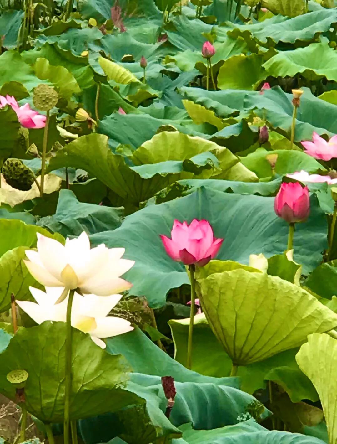 梦里水乡花伞舞,梦里水乡花楼恋歌