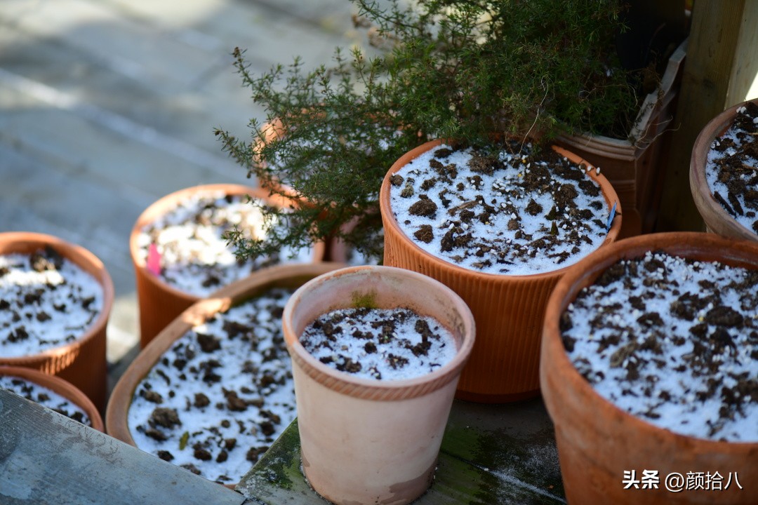 盘点今年河马花园里最美的几款郁金香|园丁